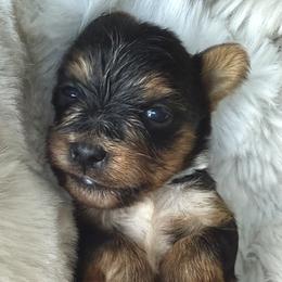 Yorkshire Terriers from Yorkies On The Side