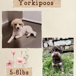 Yorkipoo puppies from Fisher River Doodle's