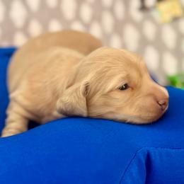 Bo - Cream male Dachshund puppy in Stoutland, Missouri from Farmhouse Dachshunds
