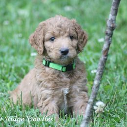Goldendoodle Puppies from Shadow Ridge Doodles