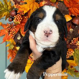 Peppermint - Tri-color female Bernedoodle puppy in Murrieta, California from Brookside Bernedoodles