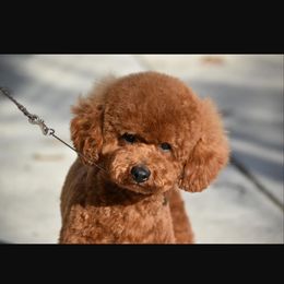 Gambler - Red  male Poodle puppy in Bridgeport, Texas from KM AKC Toy poodles