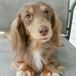 Laya - Dachshund