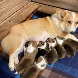 Pembroke Welsh Corgi Puppies from Red Wagon Farm