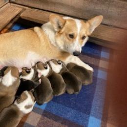 Pembroke Welsh Corgi Puppies from Red Wagon Farm