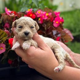 Carousel - Apricot male Goldendoodle puppy in Wharton, Texas from Little Fur Friends