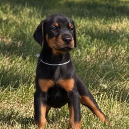 White girl - Black and rust female Doberman Pinscher puppy in Peru, Indiana from De luxe dobermans
