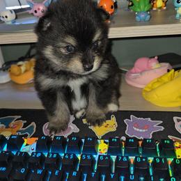 Buzz - Black and tan male Pomeranian puppy in Buckeye, Arizona from BL Poms Heaven