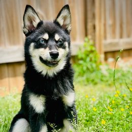 Royal - Tri-color Pomsky puppy in Greenville, South Carolina from Thicketty Mountain Pomskies