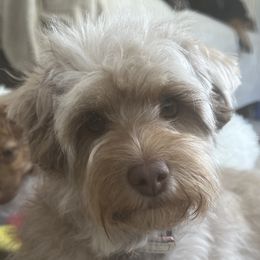 Piper - Aussiedoodle