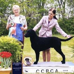 Curly-Coated Retriever All Grown Up from Kurly Kreek