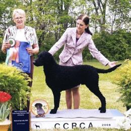 Curly-Coated Retriever All Grown Up from Kurly Kreek