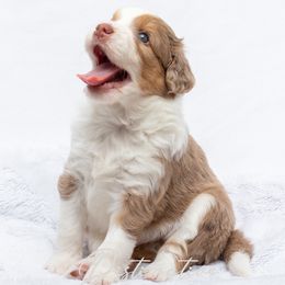 Aussiedoodles from Distinctive Doodle