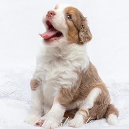 Aussiedoodles from Distinctive Doodle