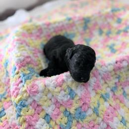 Red Collar Girl - Black female Goldendoodle puppy in Lenoir City, Tennessee from Niya’s Doodles