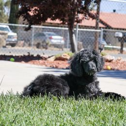 Petal: A Delightful Addition! 🌹 - Black Poodle puppy in Hesperia, California from HD Poodles