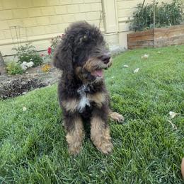 Aussiedoodle Puppies from Salt Creek Doodles