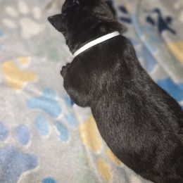 White - Black male Cane Corso puppy in Lake Elsinore, California from CRUCIAL CANE CORSOS