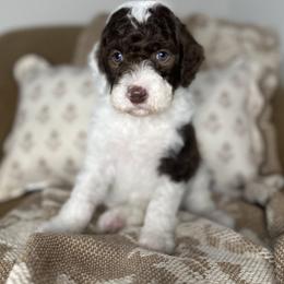 Harvey - Chocolate male Assorted Doodle Crosses puppy in West Monroe, Louisiana from Southern Haven Doodles