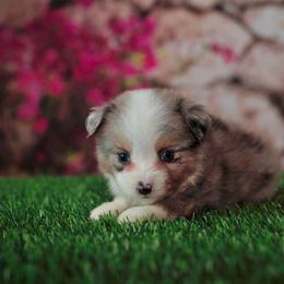 Blitz - Blue merle male Toy Australian Shepherd puppy in Georgetown, Texas from Minikin Manor