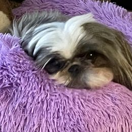 Roxy - Shih Tzu