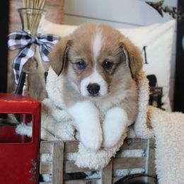 Maverick updated to Dobby for Alex - Sable male Pembroke Welsh Corgi puppy in Purcellville, Virginia from Rhone River Farm Pembroke Welsh Corgis