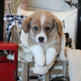 Maverick updated to Dobby for Alex - Sable male Pembroke Welsh Corgi puppy in Purcellville, Virginia from Rhone River Farm Pembroke Welsh Corgis