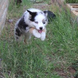 Phoenix - Blue merle female Australian Shepherd puppy in Sonoita, Arizona from Gardner Canyon Kennels