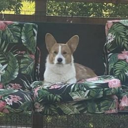 Tucker - Pembroke Welsh Corgi