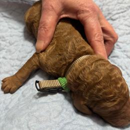 Grey Collar - Red  male Poodle puppy in Henagar, Alabama from Windy Oak Kennels