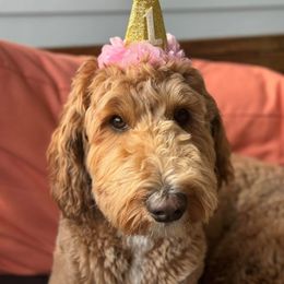 Dolly-Lotto - Bernedoodle