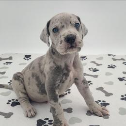 Diesel Blue Merle - Merle male Great Dane puppy in Kannapolis, North Carolina from Carolina Great Danes & Toy Poodles