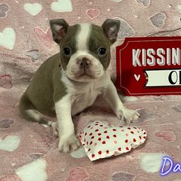 Boston Terrier Puppies from Heather's Boston Babies