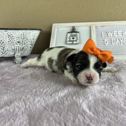 Miss Orange Collar - female Mal-Shi puppy in Poolville, Texas from Tx Pups