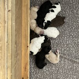 Poodle Puppies from Red Paw Farm