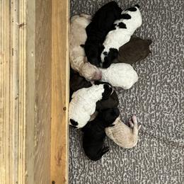 Poodle Puppies from Red Paw Farm