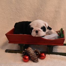 English Bulldog Puppies from Raise The Woof Bulldogs