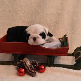 English Bulldog Puppies from Raise The Woof Bulldogs