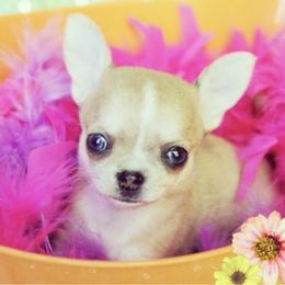 Chihuahua Puppies from Honey Bee Chihuahua’s