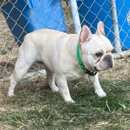 Eskimo - French Bulldog