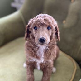 Poodle Puppies from Emerald Pines Standard Poodles