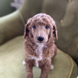 Poodle Puppies from Emerald Pines Standard Poodles