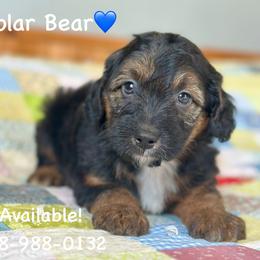 Polar Bear - Black phantom male Aussiedoodle puppy in Lancaster, Minnesota from Finney Ranch