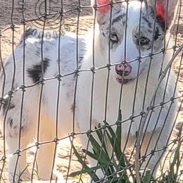 Pearl - American Corgi