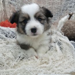 Elliot - Sable male Pembroke Welsh Corgi puppy in Charleroi, Pennsylvania from Twilight Hollow Corgis