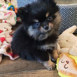 Uno - Pomeranian puppy from Mayhew's Pomeranian Pups