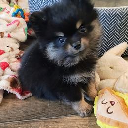 Uno - Pomeranian puppy from Mayhew's Pomeranian Pups