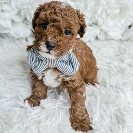 Goldendoodle and Poodle Puppies from Anytime Doodles