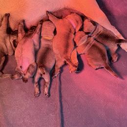 Lucky - Fawn male Pug puppy in Moorefield, West Virginia from Wratchford Farms