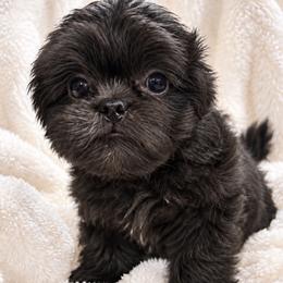 Diamond - Blue female Shih Tzu puppy in Tallahassee, Florida from Bows and Bow Ties
